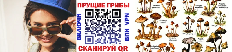Галлюциногенные грибы GOLDEN TEACHER  блэк спрут онион  Клинцы 